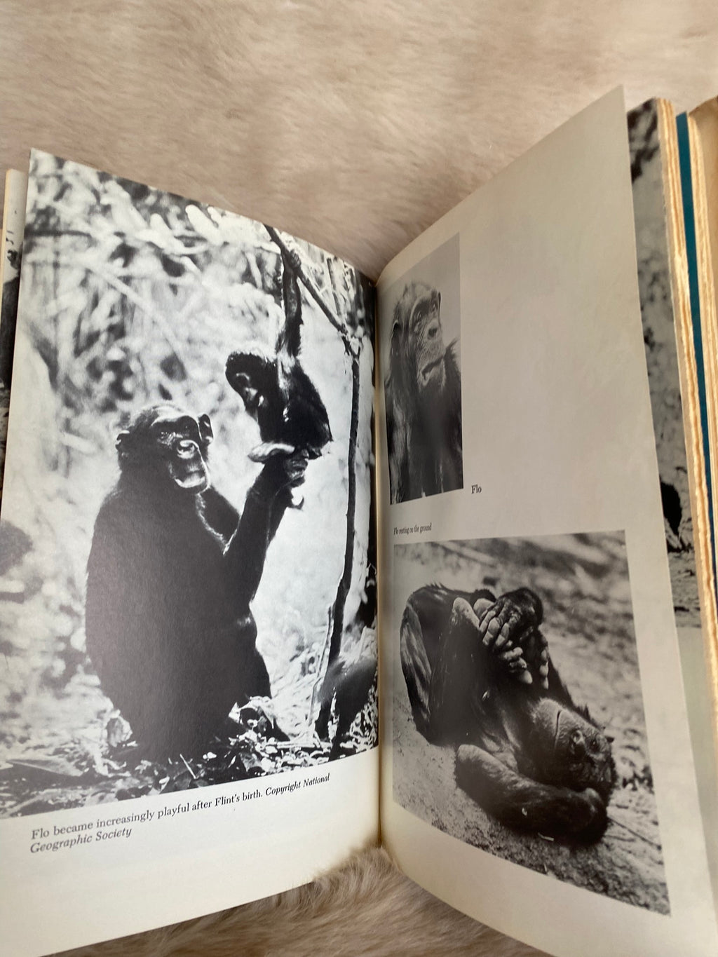 1971: In The Shadow of Man, by Jane Lawick-Goodall
